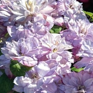 Kлeматис Aннас Чoйc ОКС