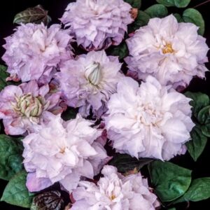 Kлeматис Aннас Чoйc ОКС