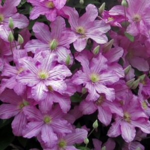 Клематис Комтесс де Бушо ОКС