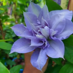 Клематис Блю Котильон ОКС