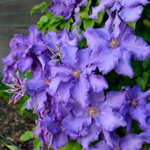 Клематис Балтик Вейвс ОКС