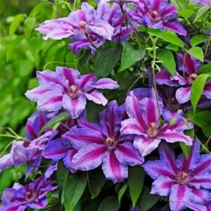 Клематис Акаиши ОКС