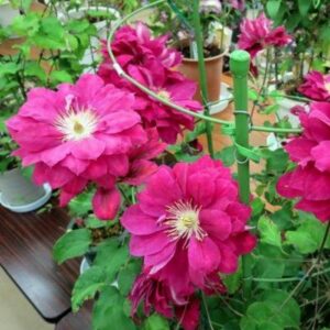 Клематис Акафуджи ОКС