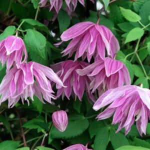 Клематис Пурпл Дрим Р9