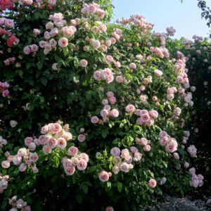 Роза Бие Ду