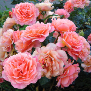 Роза Бордюр Эприкот