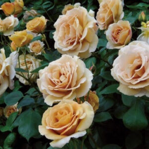 Роза Баттерскотч