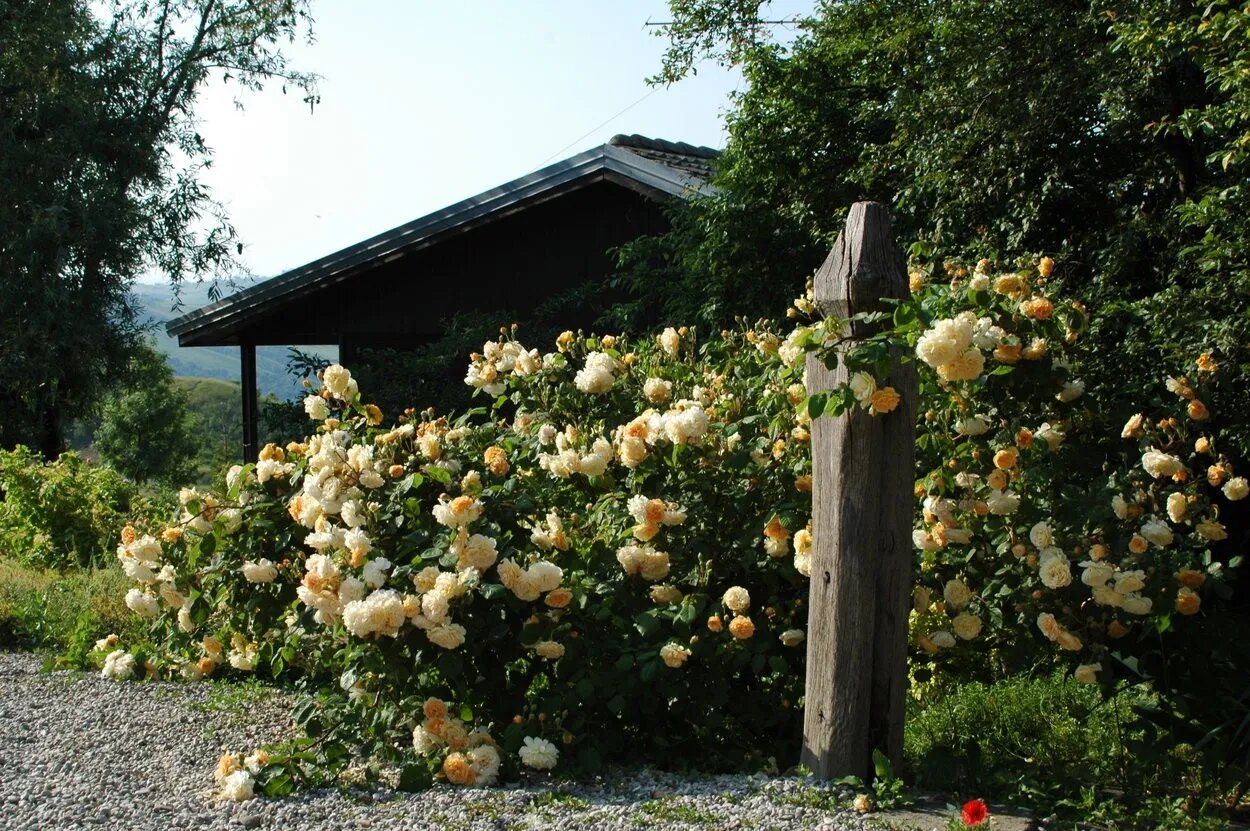 Роза Баф Бьюти — изображение 4