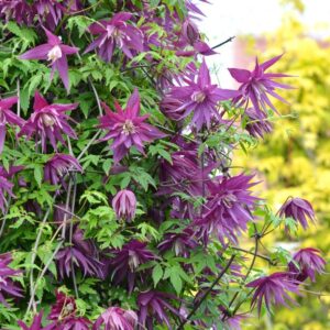 Клематис Пурпул Сюрпрайс Р9