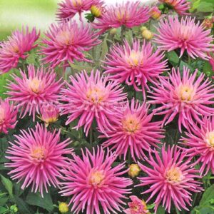 Георгина Парк Принцесс