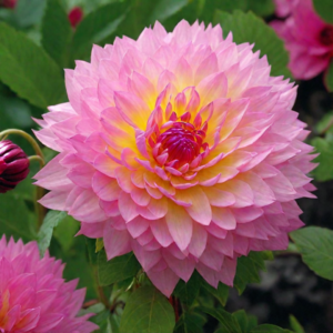 Георгина Сакура Фубуки