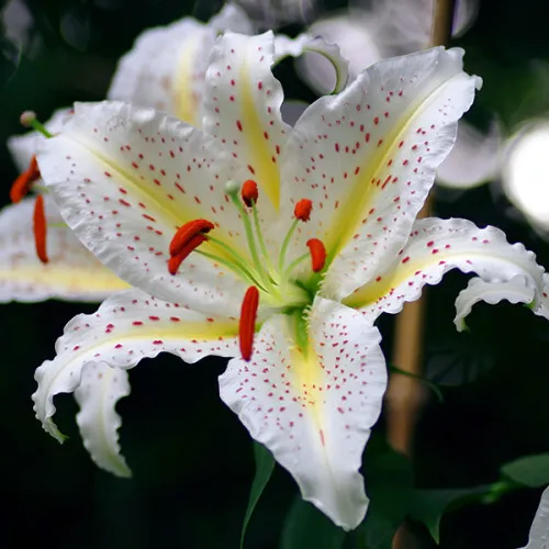 Лилия Ниппон 3 шт — изображение 2