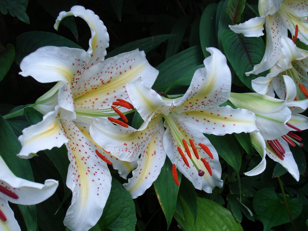 Лилия Ниппон 3 шт