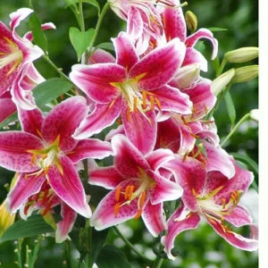 Лилия Старгейзер 2 шт