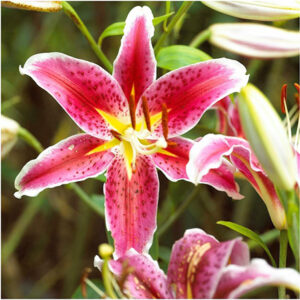 Лилия Старгейзер 2 шт