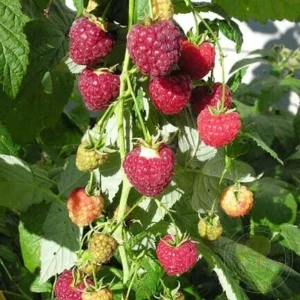 Малина Полька (5 шт.)