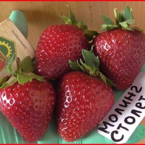 Клубника Моллинг Столетие 10 шт.