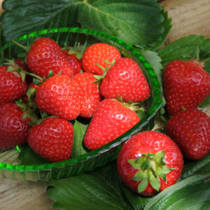 Клубника Моллинг Столетие 10 шт.