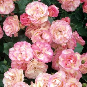 Роза Бордюр Роуз