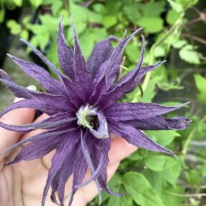 Клематис Виолет Сюрпрайс Р9