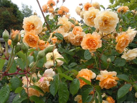 Роза Баф Бьюти