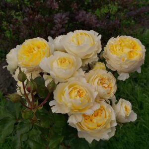 Роза Беатрис