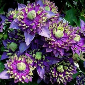 Клематис Тайга Р9