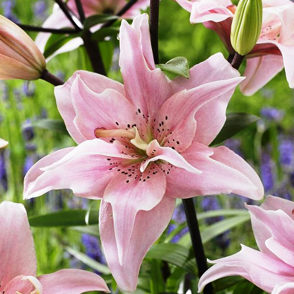 Лилия Элоди 3 шт — изображение 2