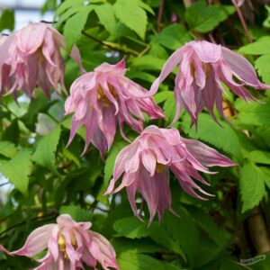 Клематис Пинк Свинг Р9