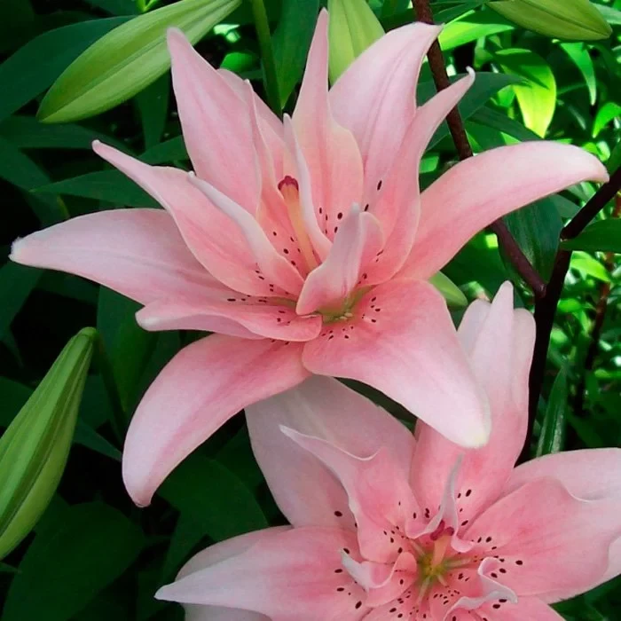 Лилия Элоди 3 шт — изображение 3