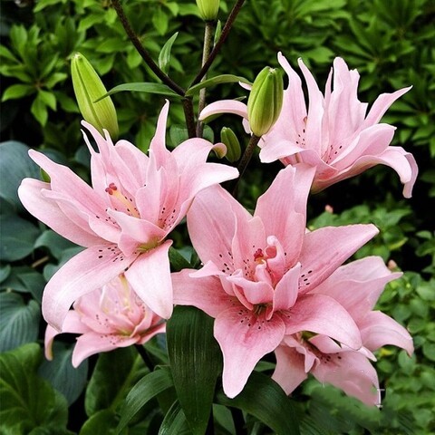 Лилия Элоди 3 шт