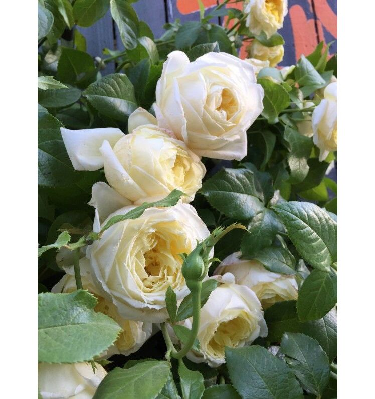 Роза Амнести Интернешнл — изображение 3