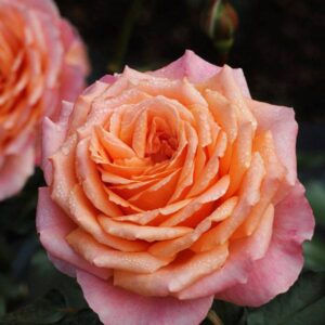 Роза Альбрехт Дюрер