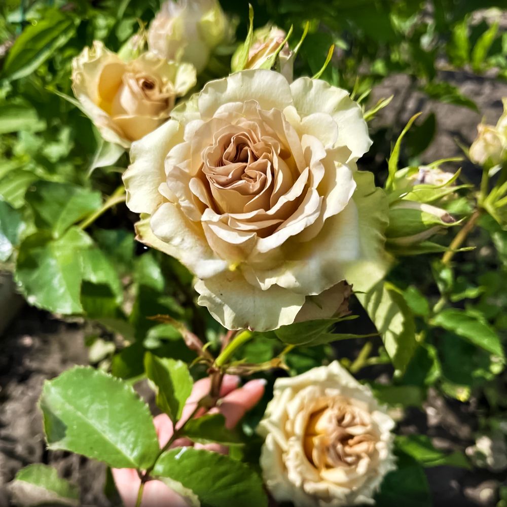 Роза Гипноз — изображение 4