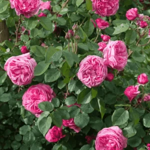 Роза Миллами