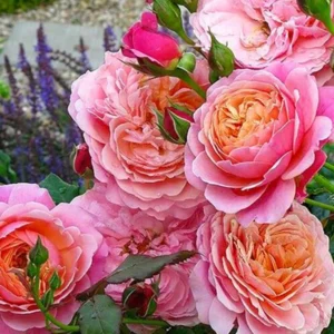 Роза Прикс Редут