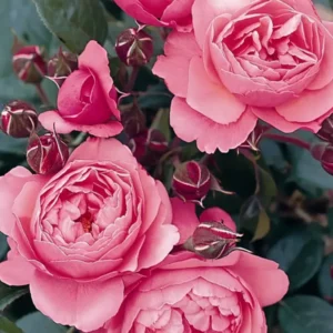 Роза Раймон Блан