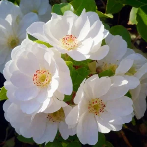 Роза Доминик Луазо