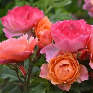 Роза Жардан Де Нонер