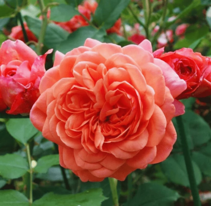 Роза Жардан дю Брюль — изображение 4