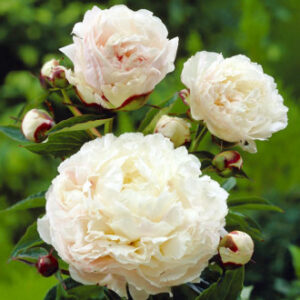 Пион Shirley Temple