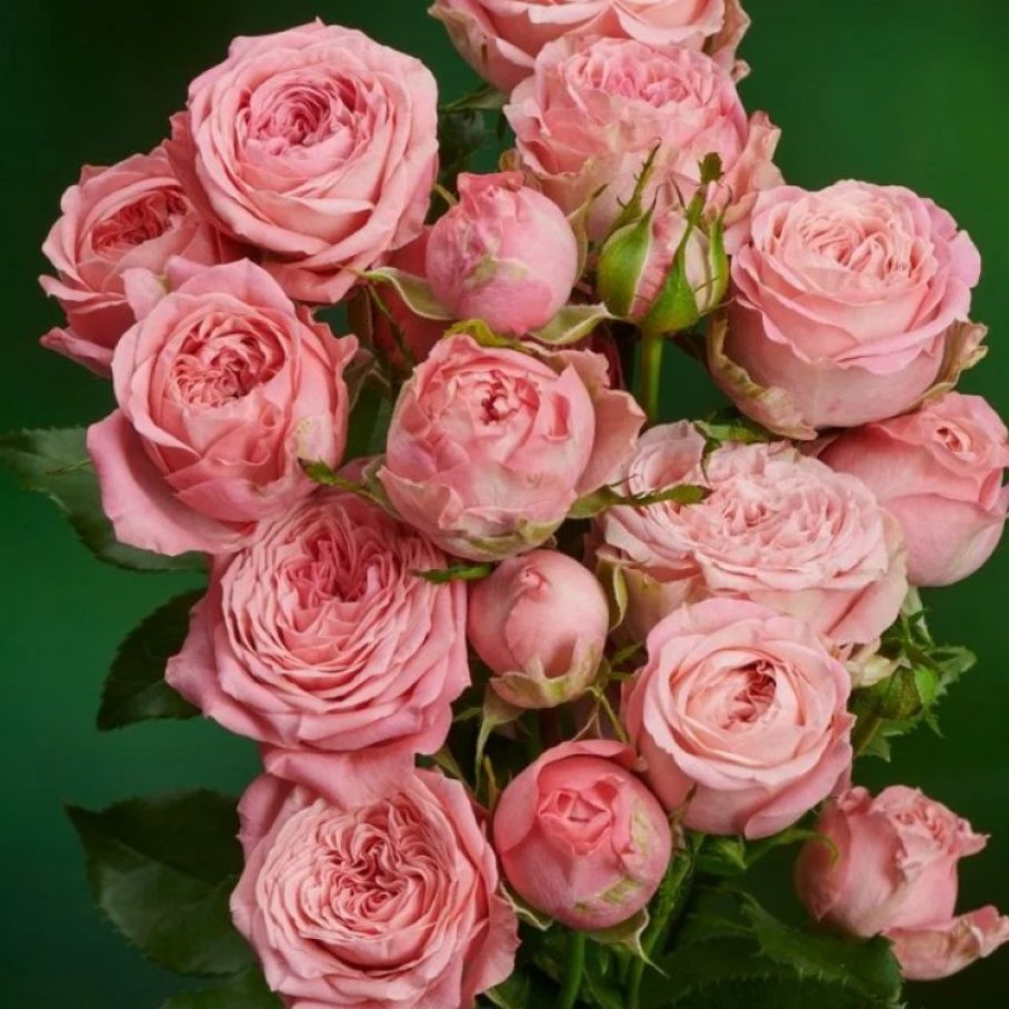 Роза Корал Йо-Йо — изображение 3