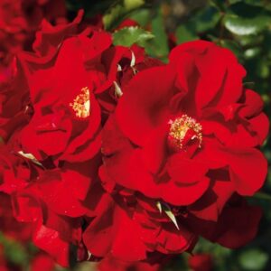 Роза Портос