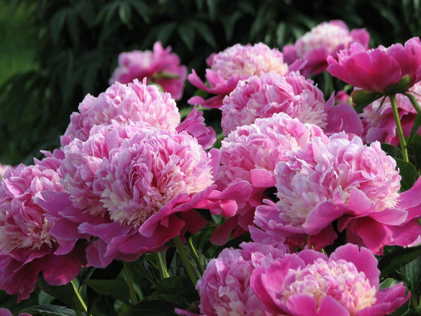 Пион Cora Stubbs — изображение 3