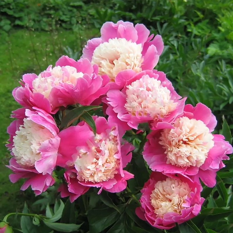 Пион Cora Stubbs