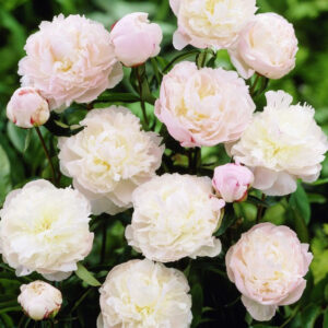 Пион Shirley Temple