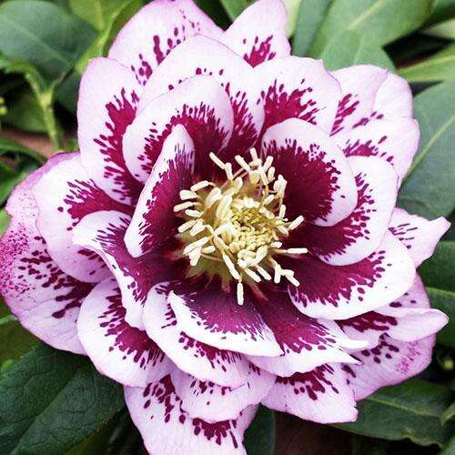 Морозник Double Ellen Pink Spotted 1 шт