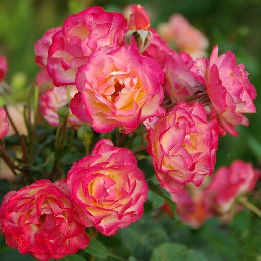 Роза Марсэй ан Флёр