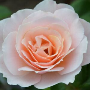 Роза Дрина Река