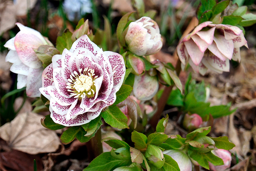 Морозник Double Ellen Pink Spotted 1 шт — изображение 3